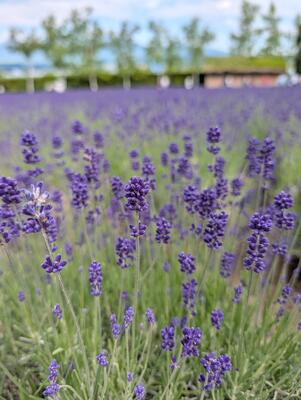 Farm Tomita lavender close-up